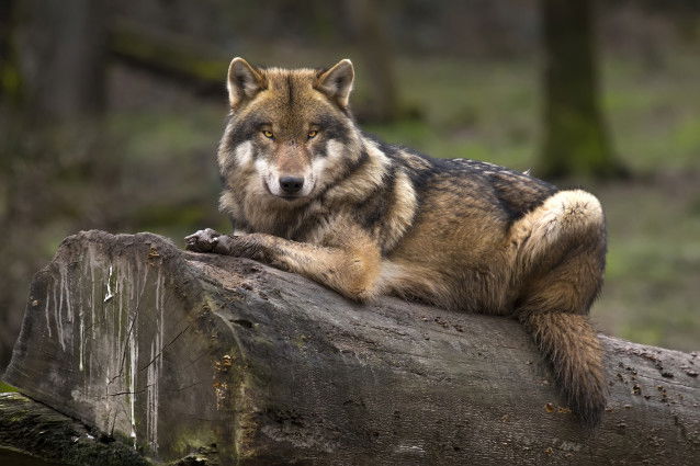 Un loup allongé sur un tronc d'arbre