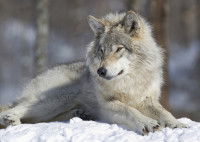 Un loup gris allongé dans la neige