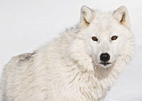 Un loup blanc marche dans la neige