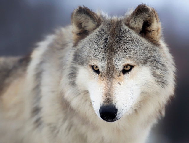 Vue proche d'une tête de loup