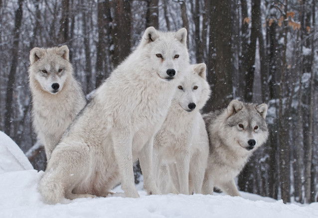Une famille de loups arctiques
