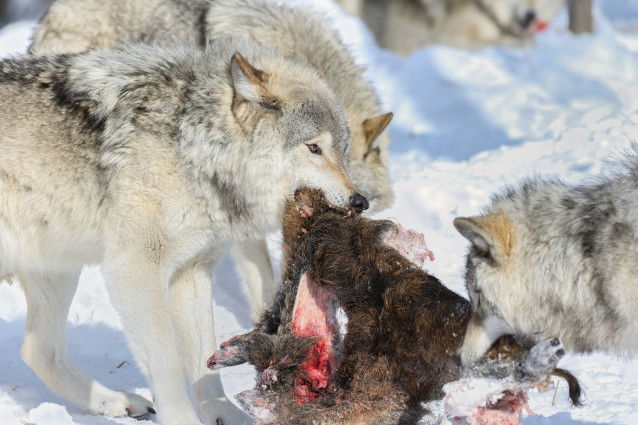 Trois loups en train de dévorer une carcasse