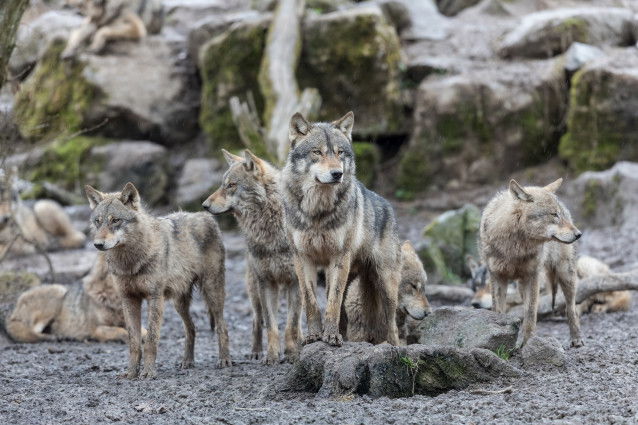 Une meute de loups vit dans la montagne