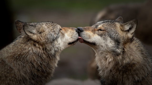 Deux loups se lèchent le museau