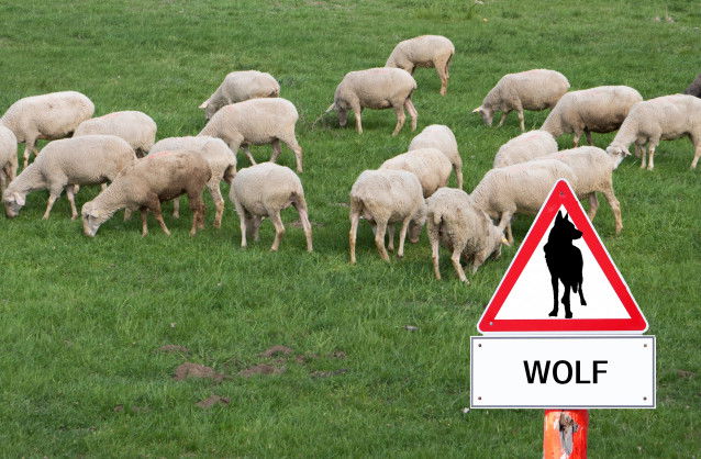 Un panneau "attention au loup" à côté d'un troupeau de moutons