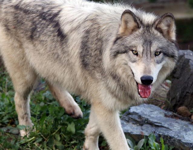 Un gros loup gris avec un air gentil