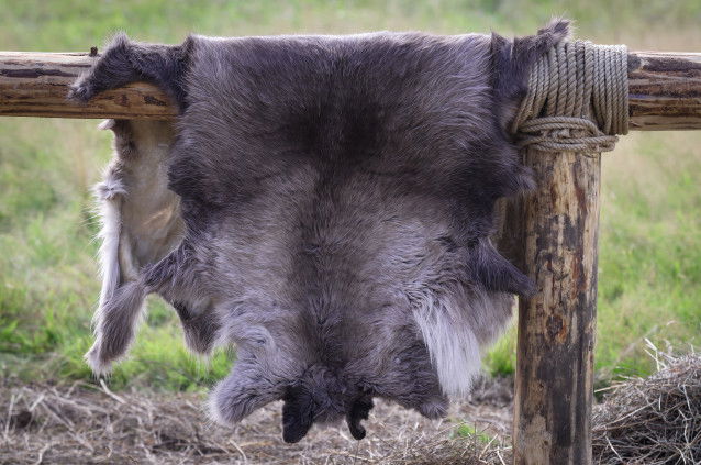 Une peau de loup suspendue sur un bout de bois