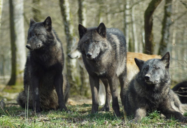 Trois loups au pelage noir dans une forêt