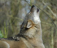 Un loup hurle dans la forêt