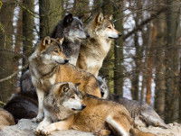Quatre loups se tiennent côte à côte dans la neige