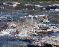 Un loup tente de traverser une rivière pour pêcher