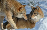 Un couple de loups dans la neige
