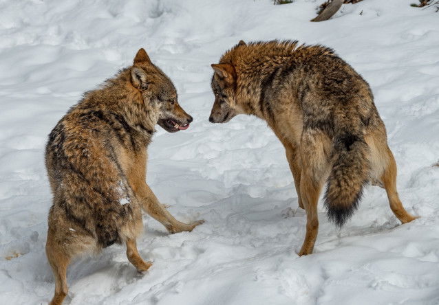 Deux loups grognent et se préparent à la bagarre