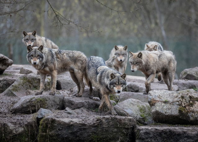 Une meute de loups se déplace sur des rochers
