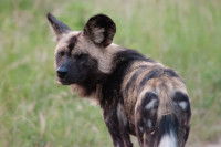 Le lycaon, une espèce menacée