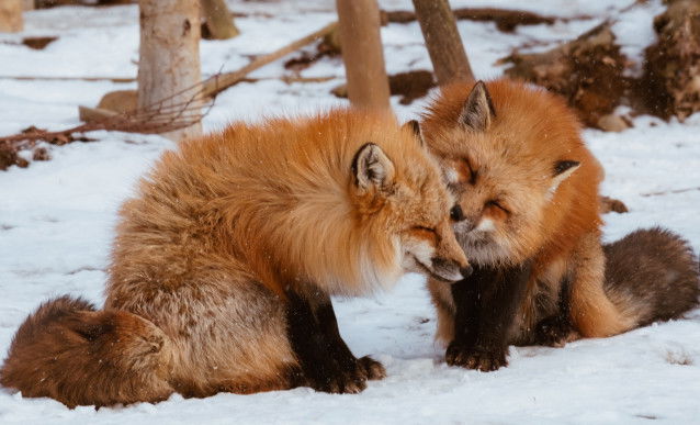 Un couple de renards roux dans la neige en hiver
