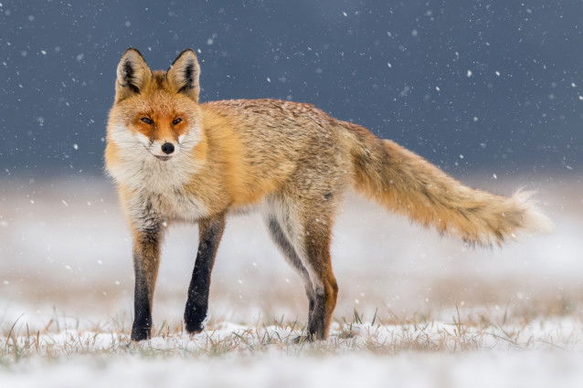 Un renard roux sur un sol enneigé