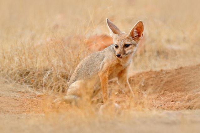 Un renard du Bengale dans les herbes calcinées