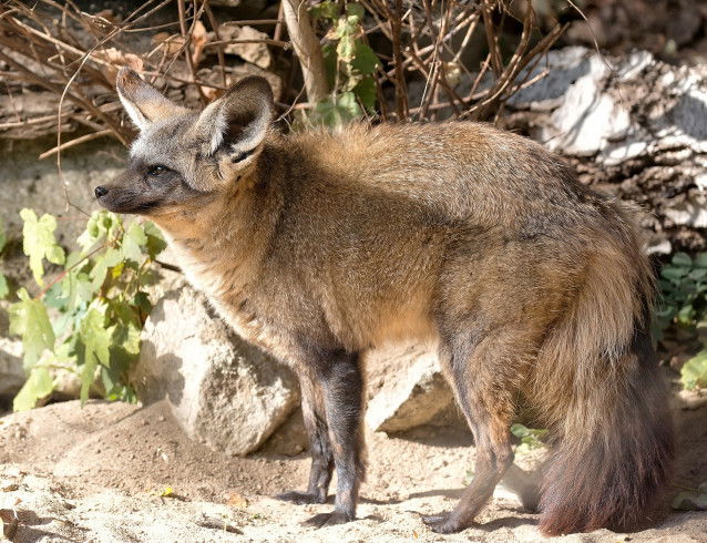 Un renard de Blanford debout sur un rocher