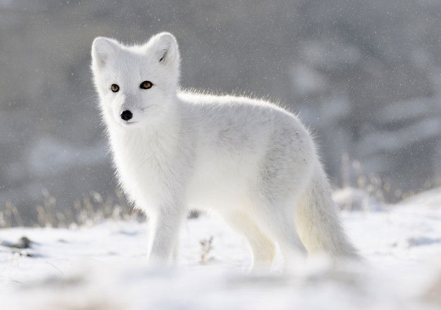 Un Renard polaire debout dans la neige