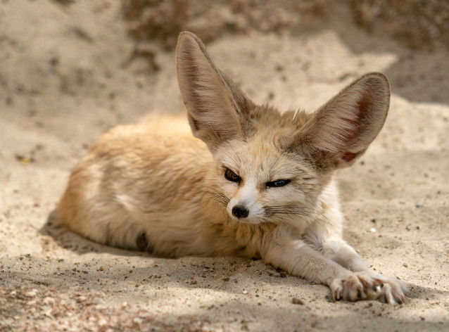 Un fennec couché sur du sable