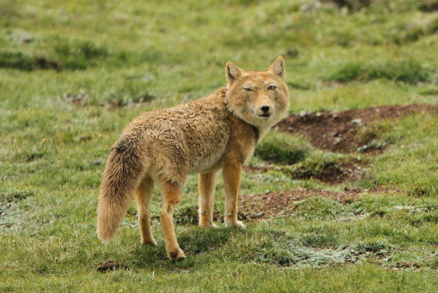 Un renard du Tibet debout dans l'herbe