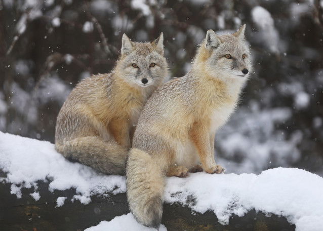 Deux renards corsacs assis sur une branche en hiver