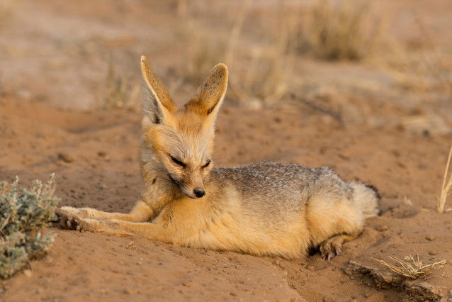 Un renard du cap se repose sur le sable dans le désert