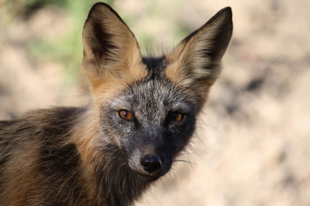 Vue proche de la tête d'un renard nain