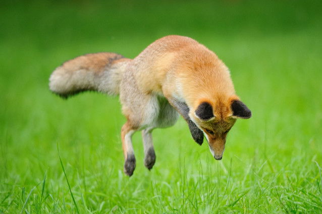 Un renard chasse en sautant sur sa proie