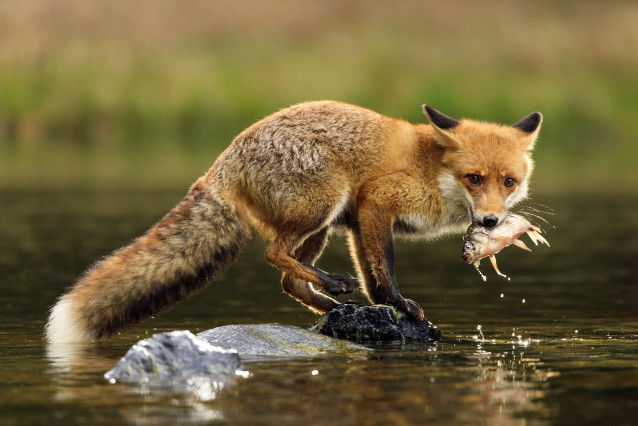 Un renard a pêché un poisson pour le manger