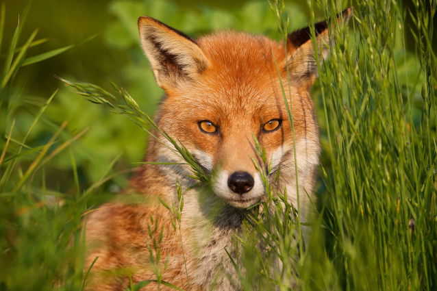 Un beau renard roux se tient debout dans les herbes hautes