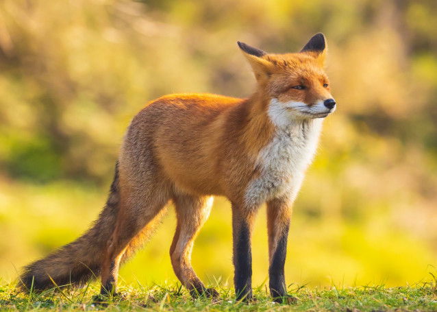 Un renard debout dans la nature au printemps