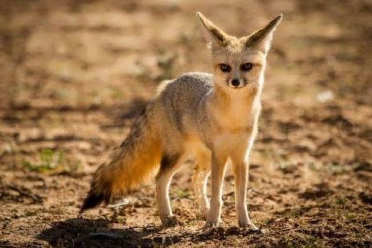 Un renard pâle qui semble attentif à quelque chose