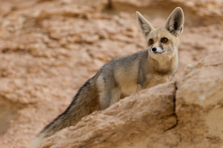 Un renard de Rüppell photographié en Egypte