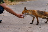 Un renard mangeant dans la main d'un humain