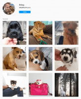 Les résultats de la recherche #dog  sur Instagram