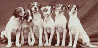 Une photographie de 1887 représentant différents chiens de la reine Victoria