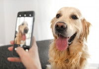 Une personne en train de prendre en photo son Golden Retriever avec son smartphone