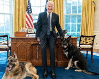Joe Biden et ses deux Bergers Allemands
