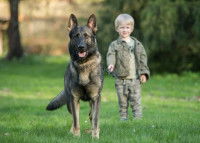 Un chien se tenant à l'affût, prêt à protéger un jeune garçon
