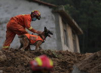Un chien de sauvetage travaillant à la recherche de personnes après un glissement de terrain