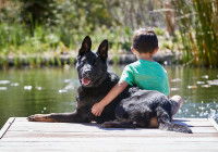 Un chien et un enfant assis sur un ponton au bord d'une rivière