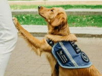 Un chien détecteur de diabète alertant son propriétaire avec sa patte