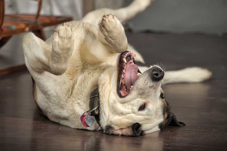 Montrer A Son Chien Qui Est Le Maitre Et L Integrer Dans La Famille