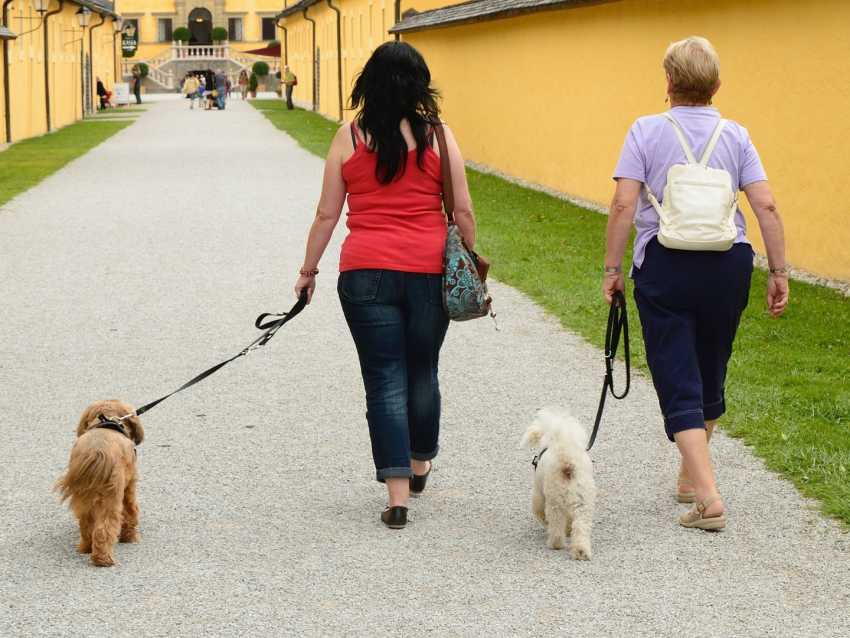 comment apprendre à son chien à marcher en laisse