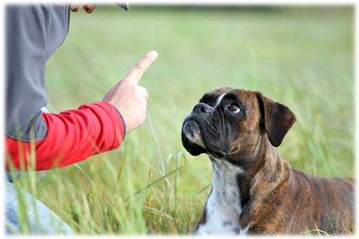 Comment Punir Son Chien La Punition Quand Et Comment Punir Son Chien