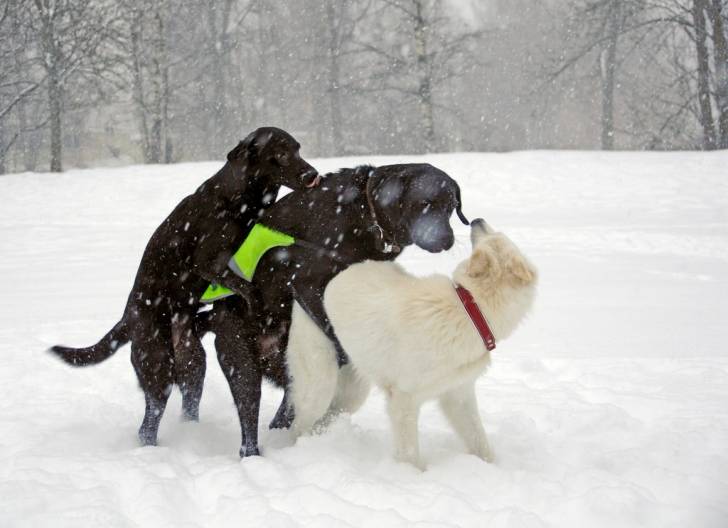 Le chevauchement pourquoi mon chien grimpetil sur la jambe