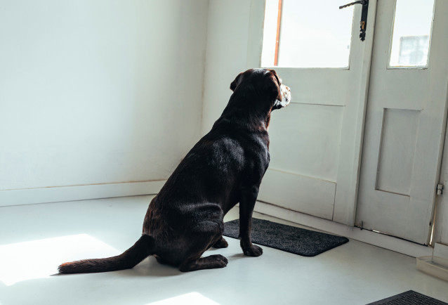 chien acceptant la solitude - chien solitude journée