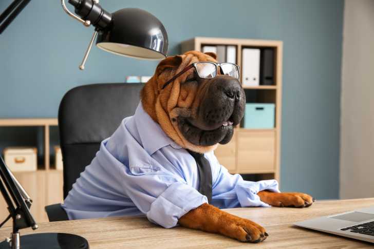 Emmener son chien au travail